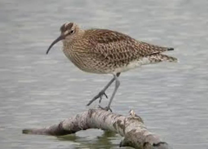 Feriehus Le Rayon - 4 Personnes A 400 M De La Cosqueville